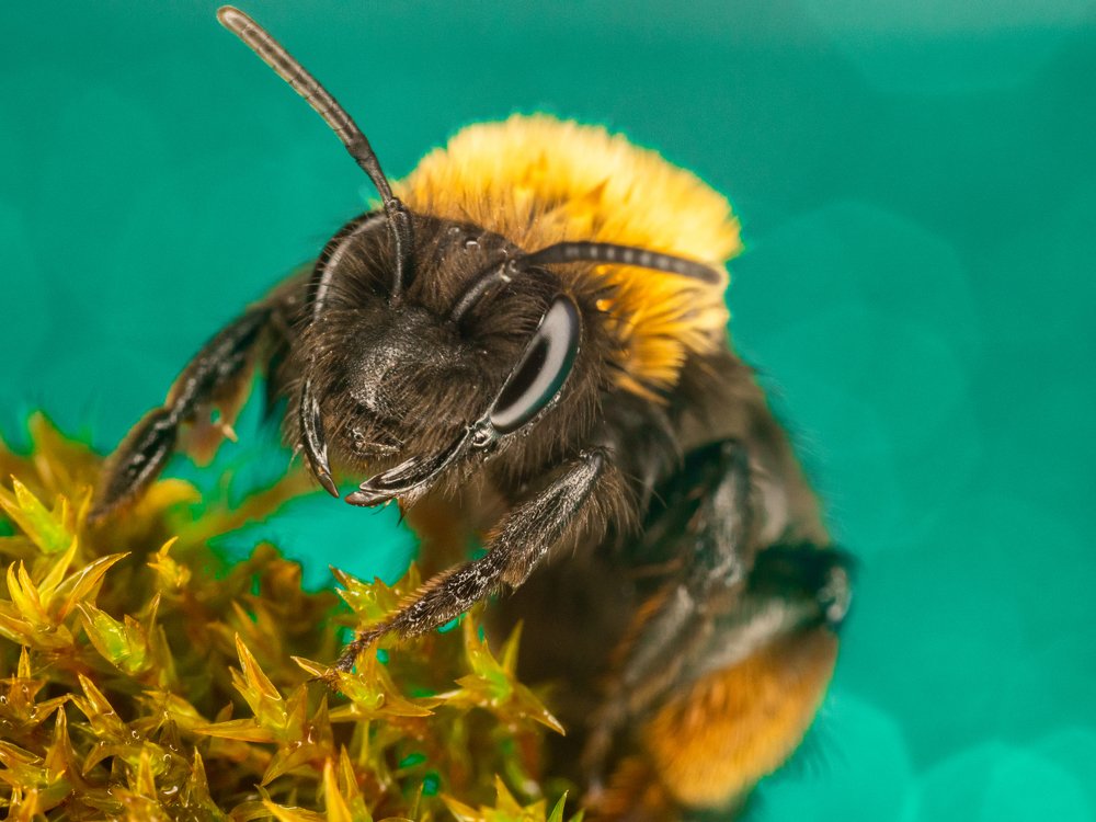 Photograph by Ольга Линк