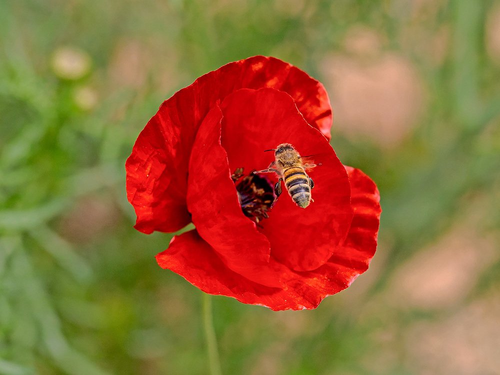 Трудовые будни пчелки.