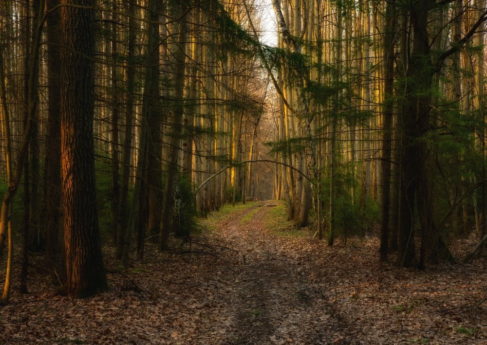 Photograph by Пётр Калачев