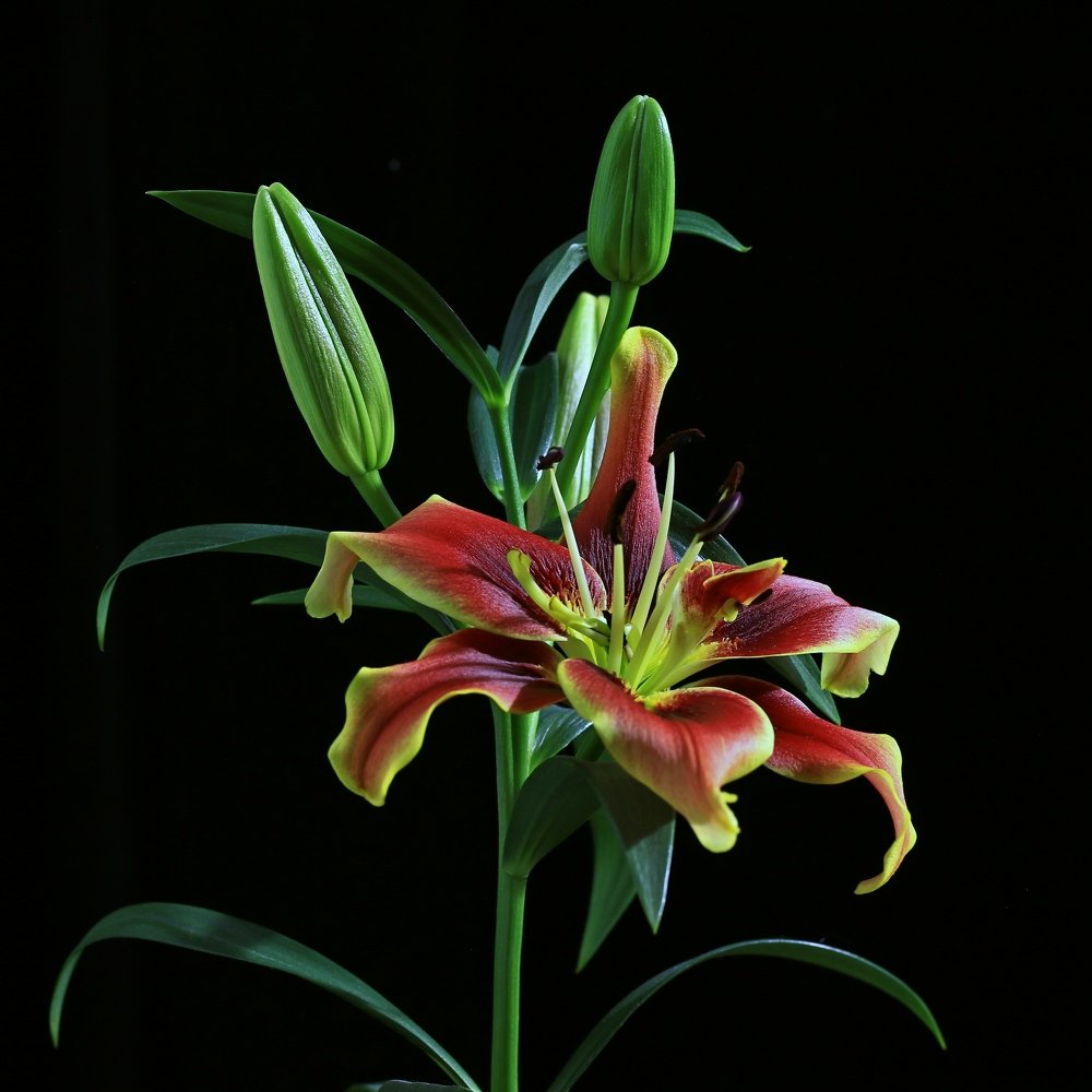 Photograph by Игорь Куленко