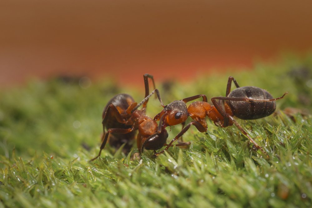 Photograph by Максим Вышарь