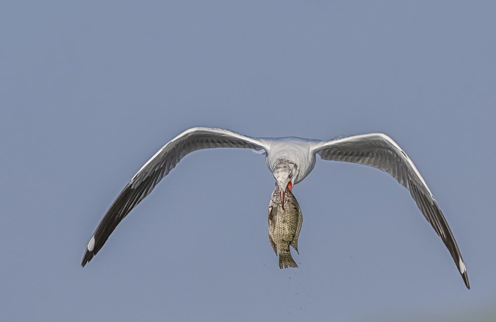 A precious catch being dropped in sequence by a Gull