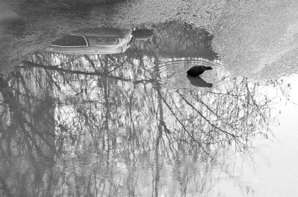 Чёрно-белая весна 2020