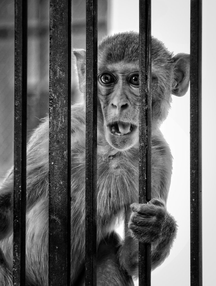 Photograph by Prince Kumar