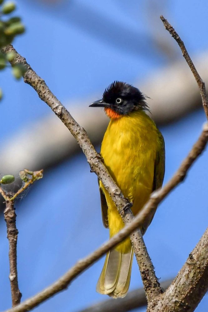 Flame-throated Bulbul