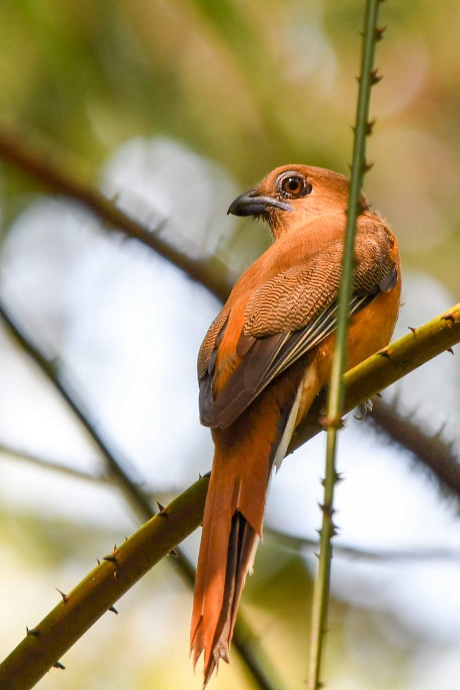 Malabar Trogon