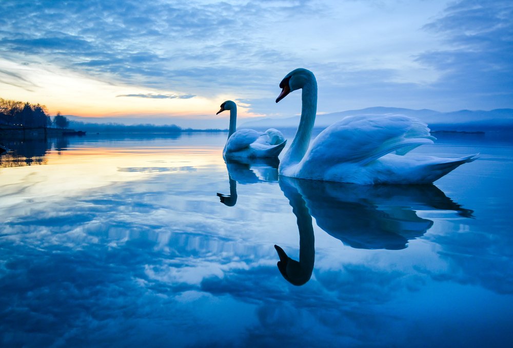 Beautiful swans