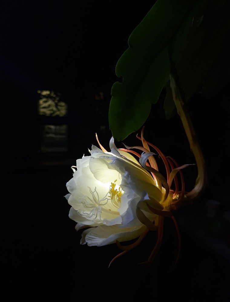 The Beauty of Night Queen