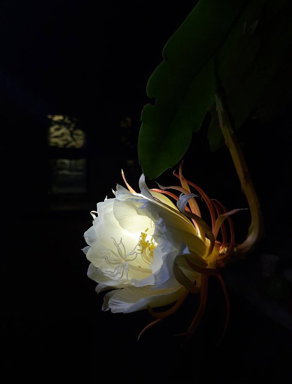 The Beauty of Night Queen