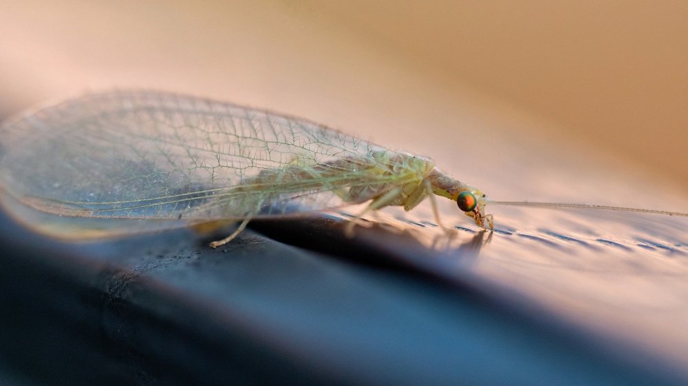 Photograph by Ольга Линк