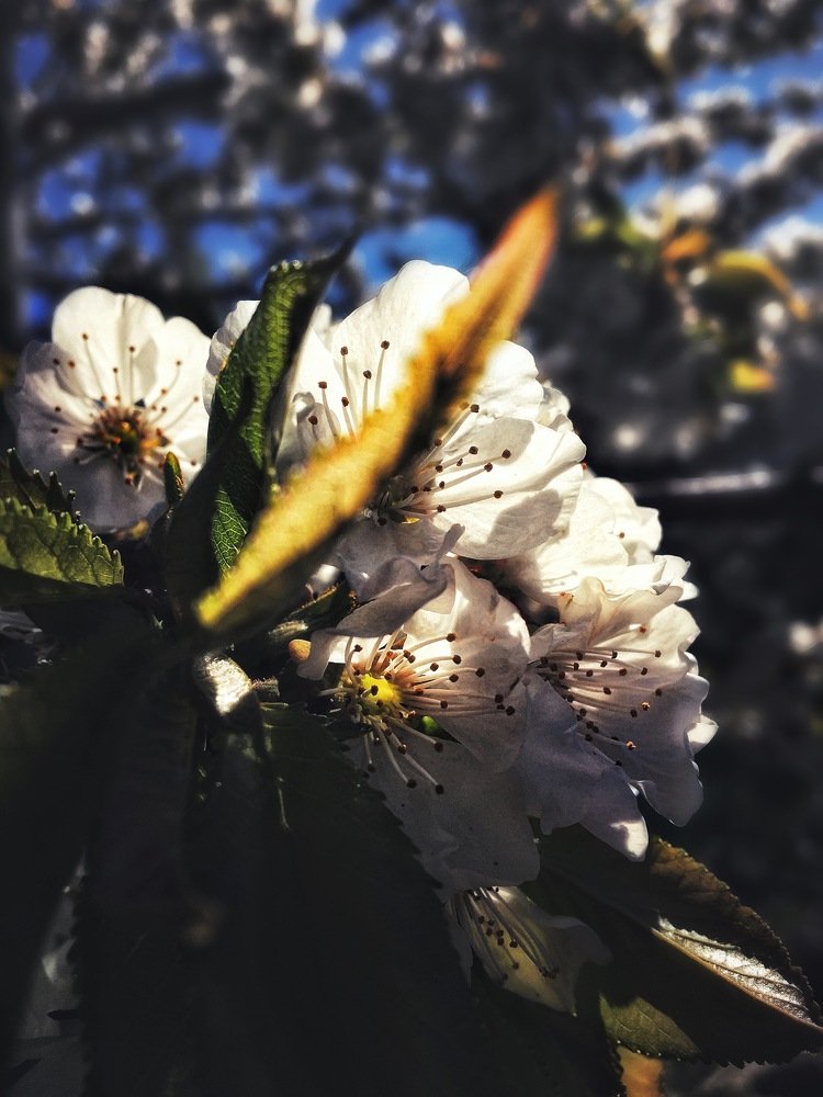 Photograph by Рыжик Алёна