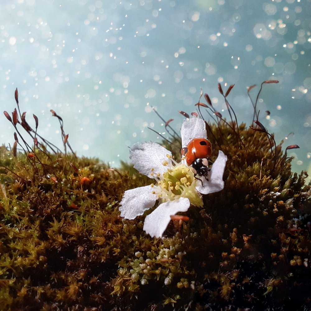 Photograph by Ольга Буракова