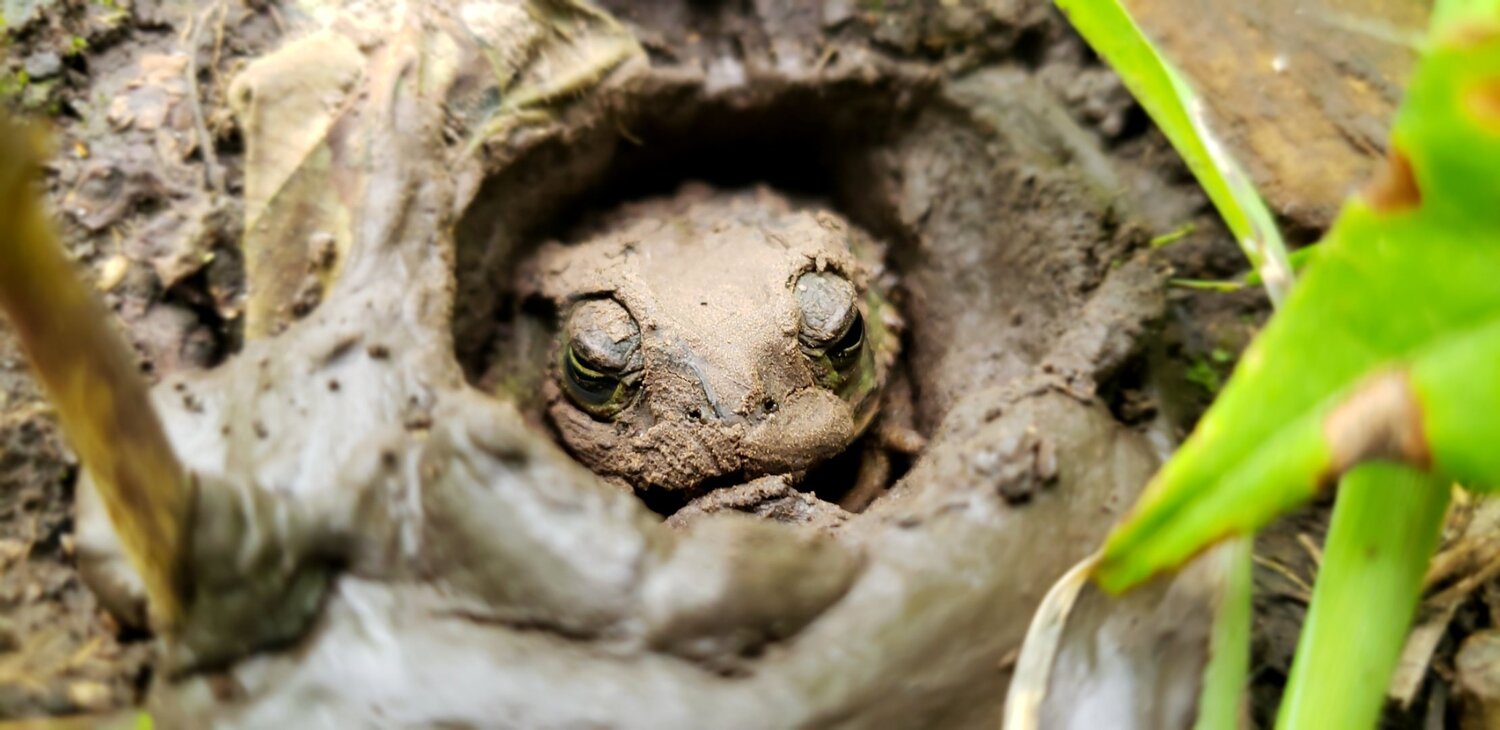 Little Frog