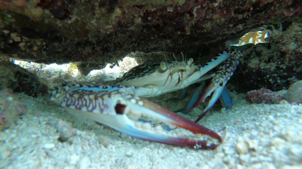 Photograph by Елена Круташинская