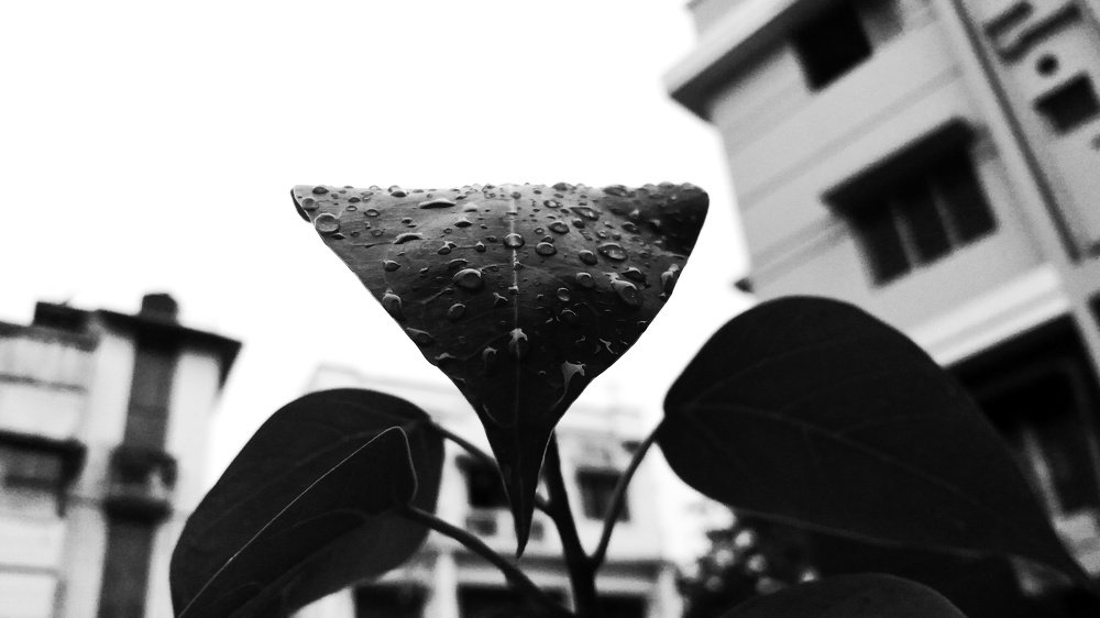 Patra-bharati
