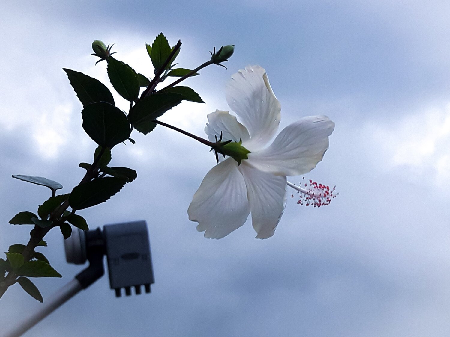 Photo #4568983