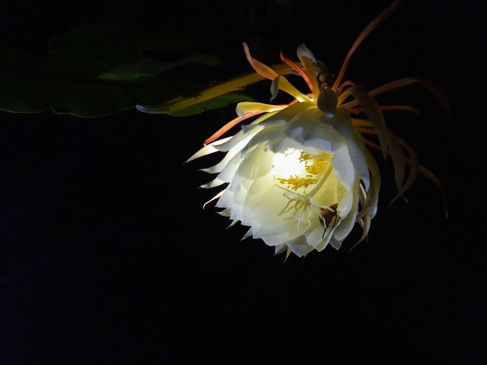 Beetil in Night Queen