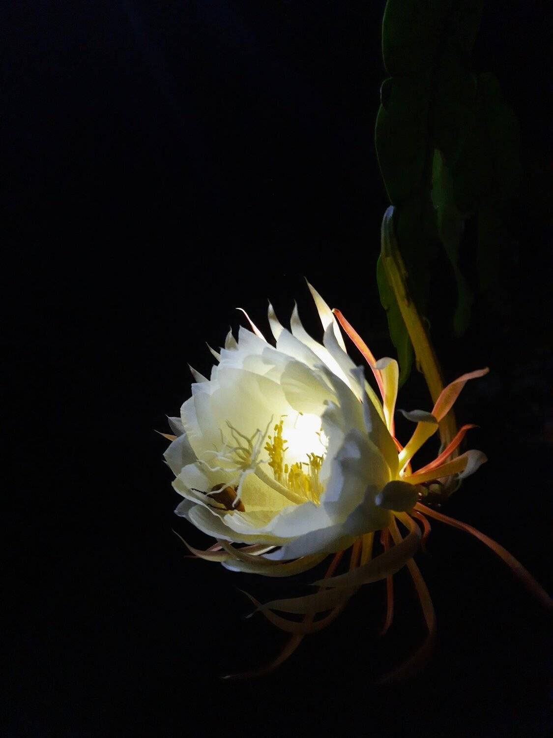 Beetil in Night Queen