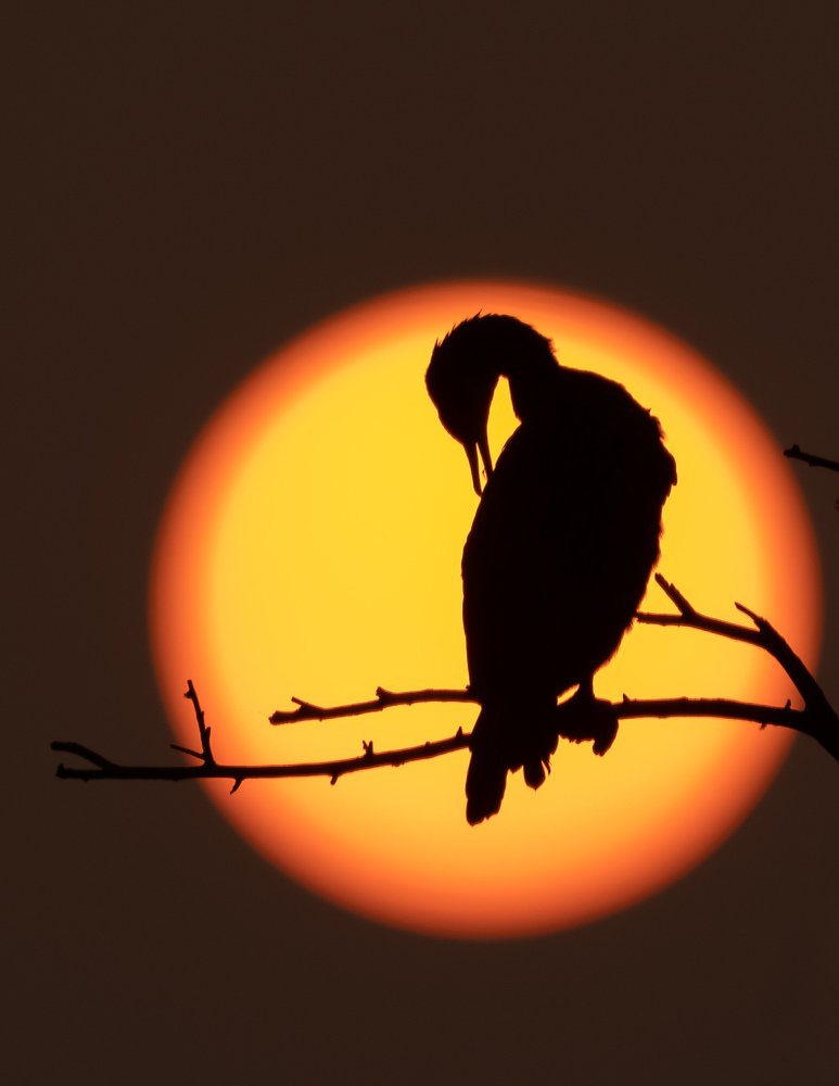 Photograph by Dipanjan Pal