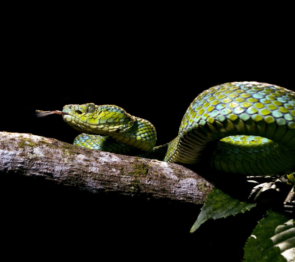 Bothriechis bicolor ornatus