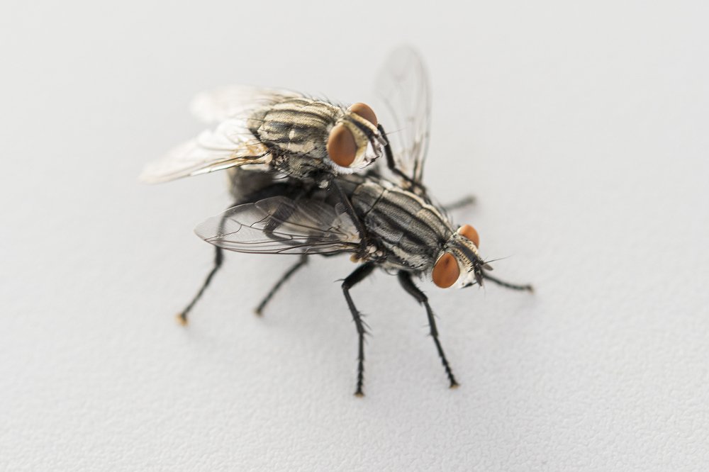 Photograph by Nick Paschalis