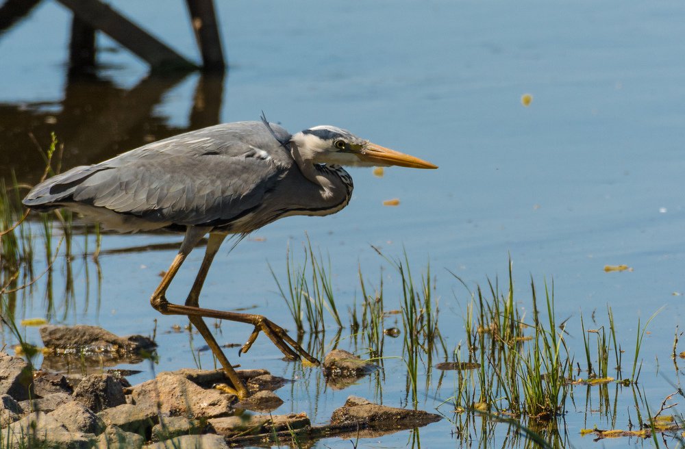 СЕРАЯ ЦАПЛЯ.