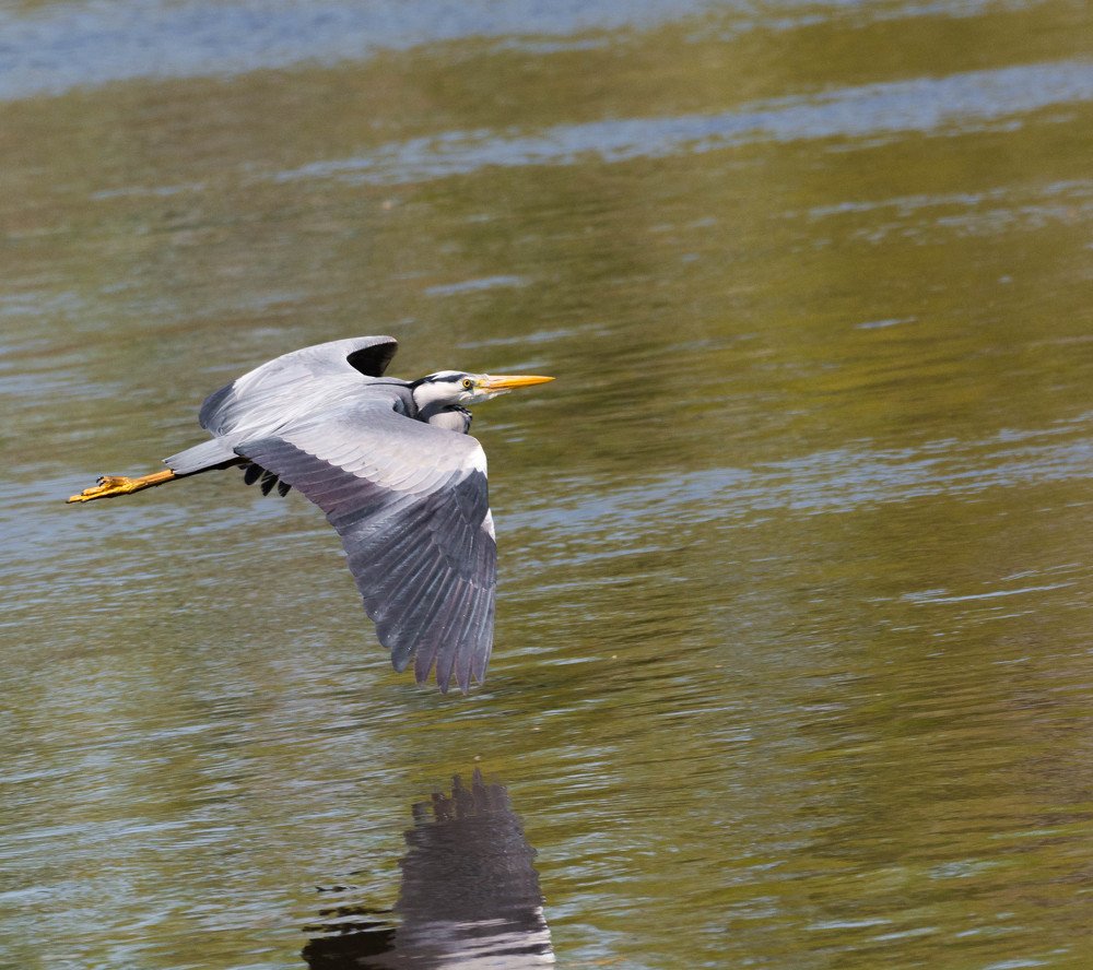 Фотография автора Lada
