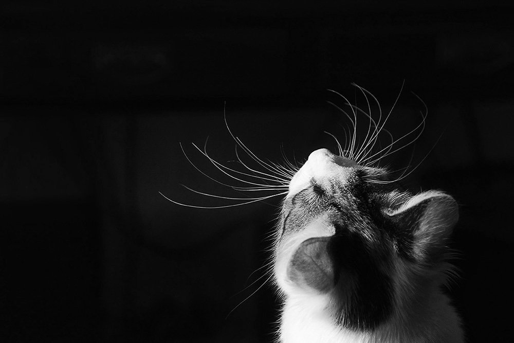 Photograph by mercedes orden