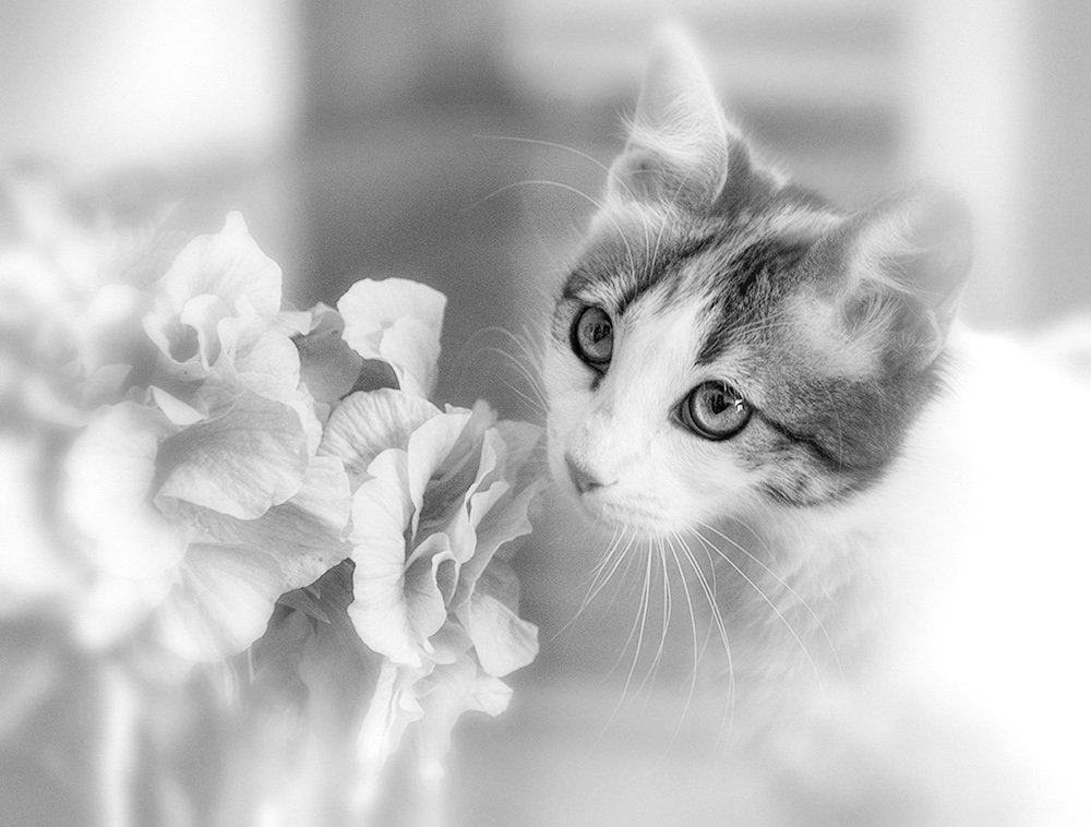 Photograph by mercedes orden