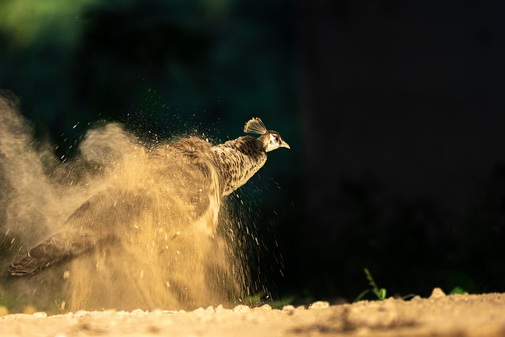 Photograph by Kushan Madushanka Sonnadara