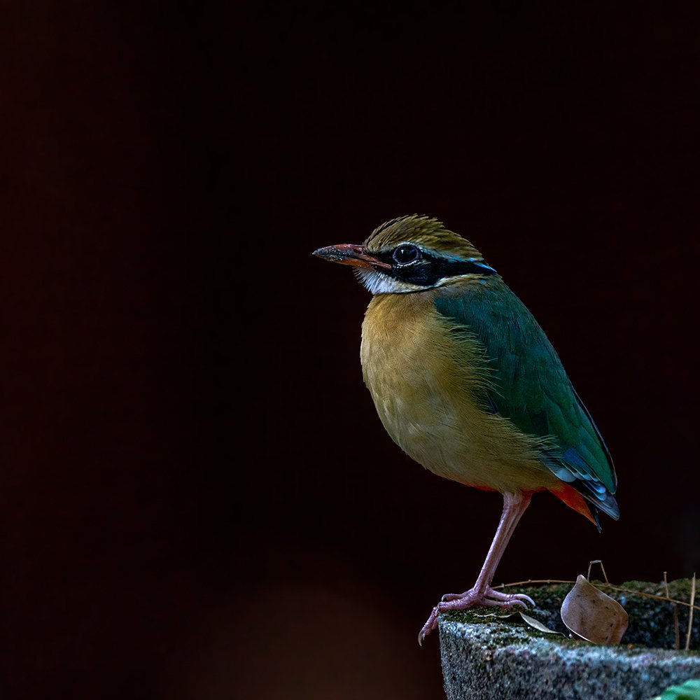 Photograph by Kushan Madushanka Sonnadara