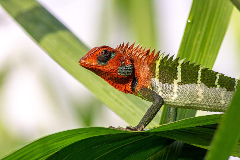 Photograph by Kushan Madushanka Sonnadara