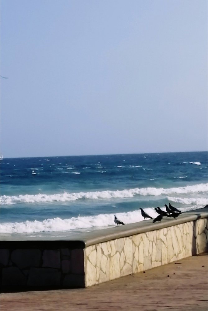 Palomas viendo el mar