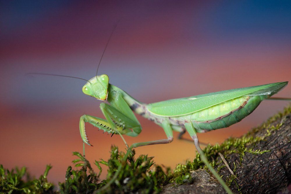 Photograph by Карина Воробьева