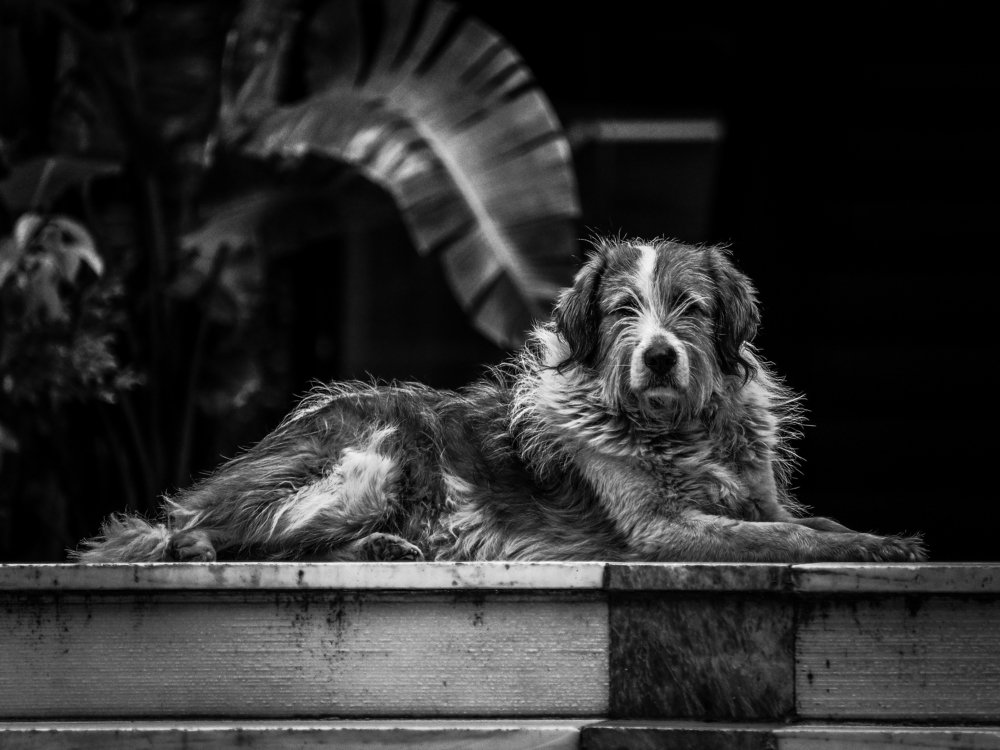 Photograph by Георгий Акопджанов