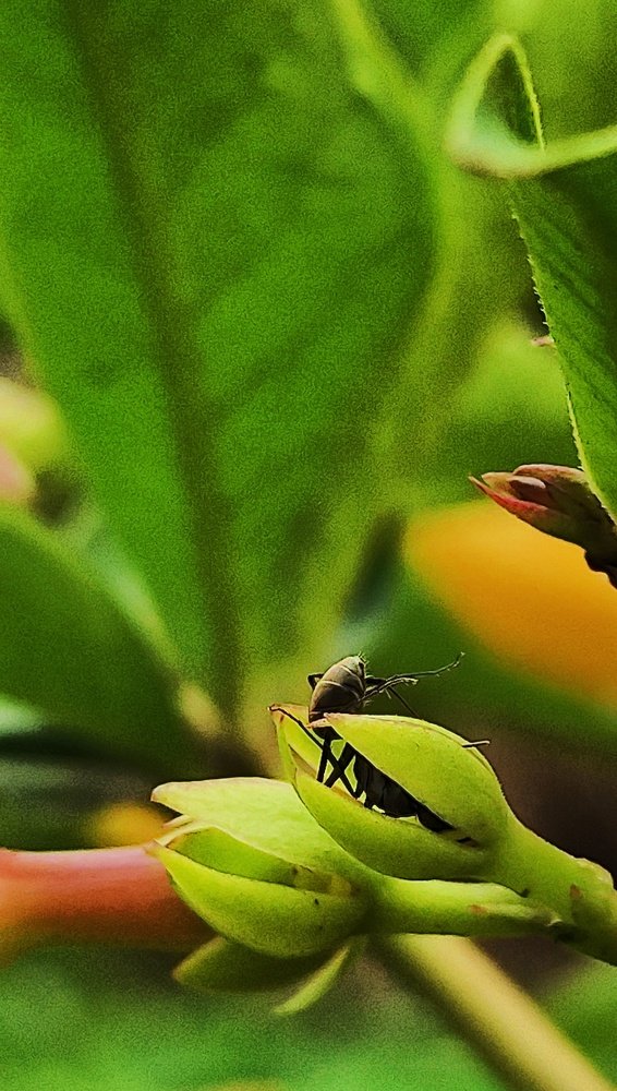 Macro Shot(without lens)