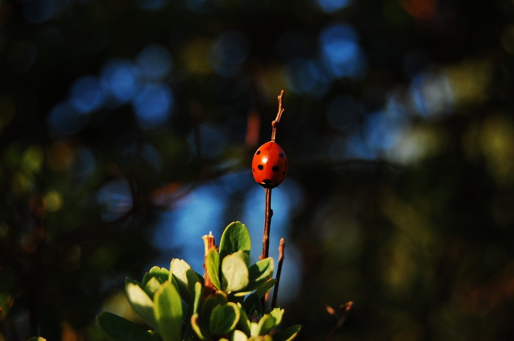 Фотография автора Artur