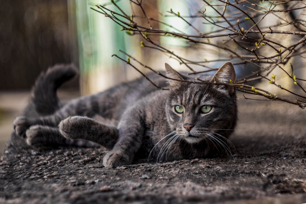 "Самоизоляция?! Не, не слышал..." ©СерыйКот