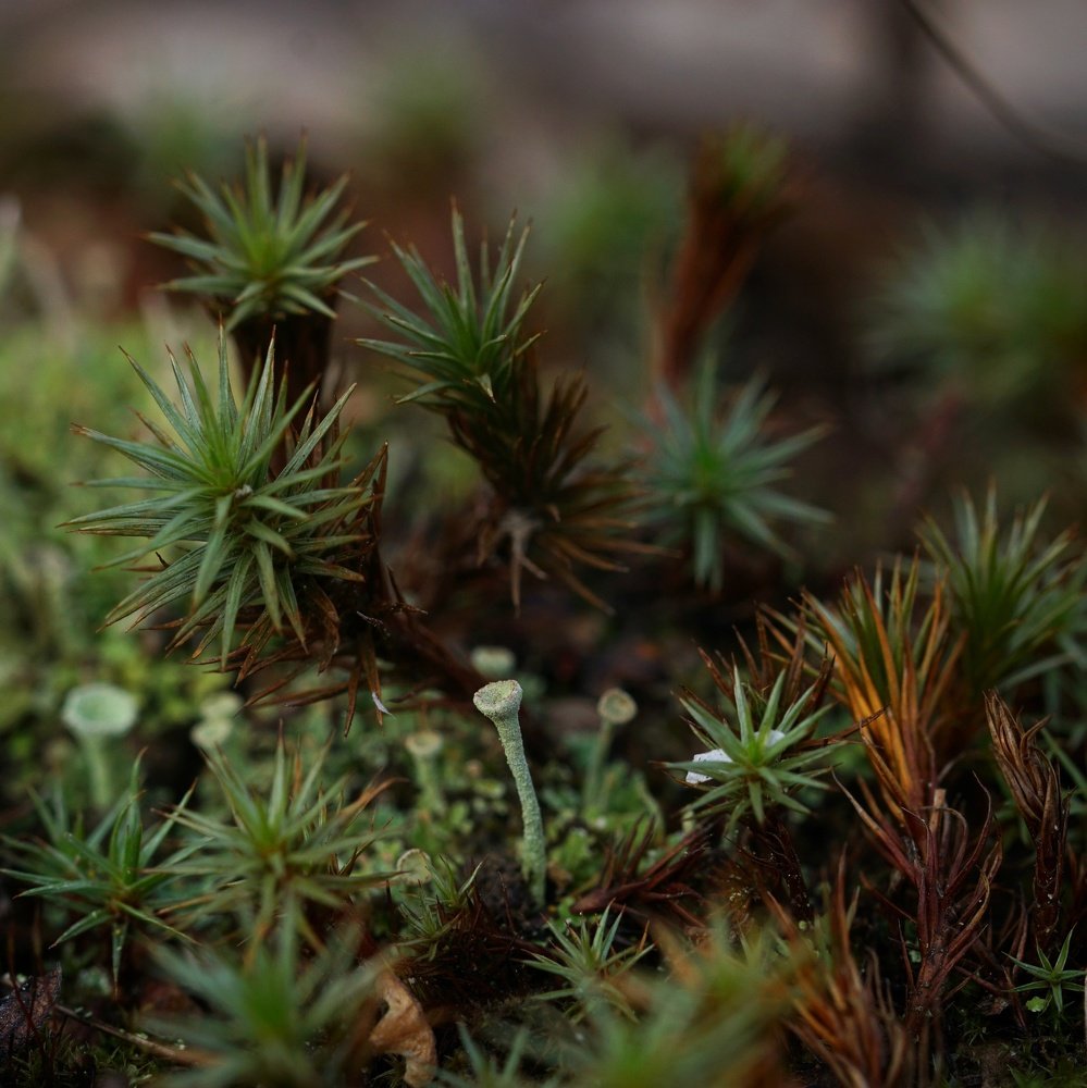 Photograph by Пётр Калачев