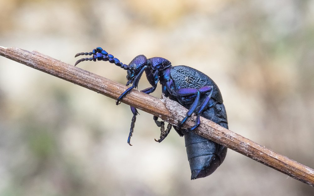 Жук Майка черная.