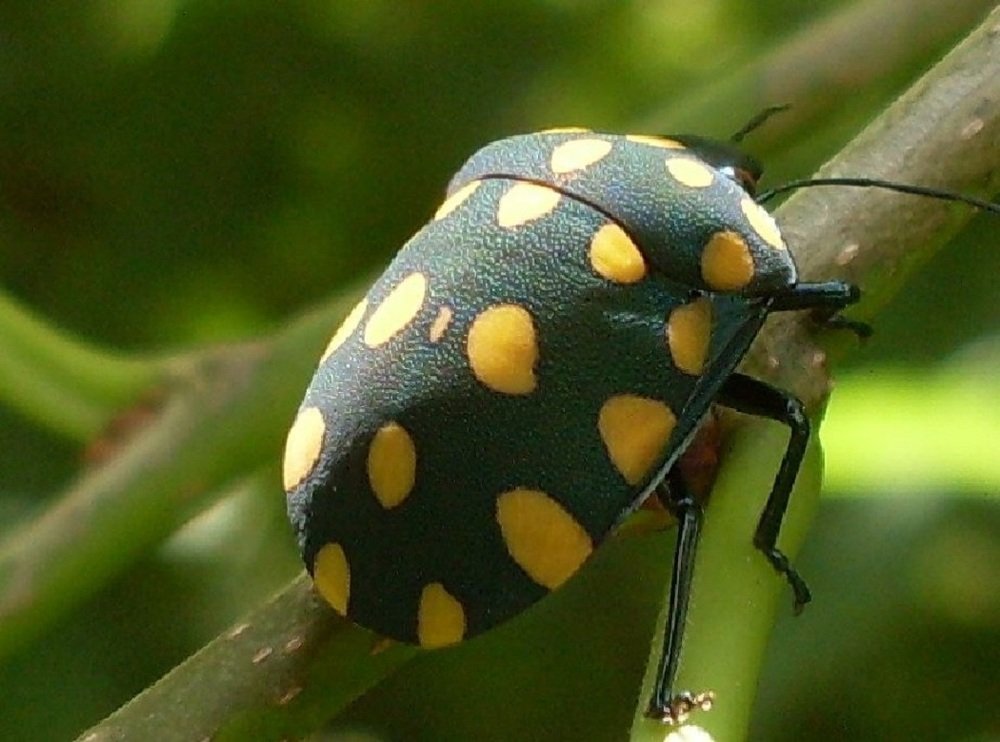 Photograph by Vasco Manuel Viana de Freitas Corujo