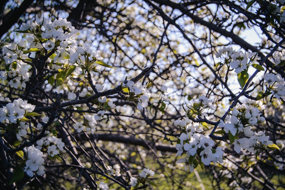 Photograph by Максим Евсин