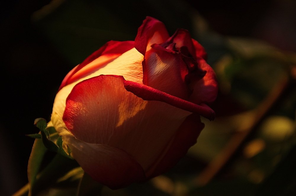 Photograph by 