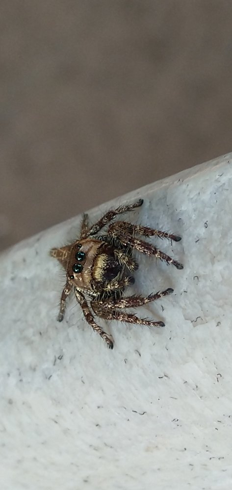 Photograph by Sushma Vallabhuni