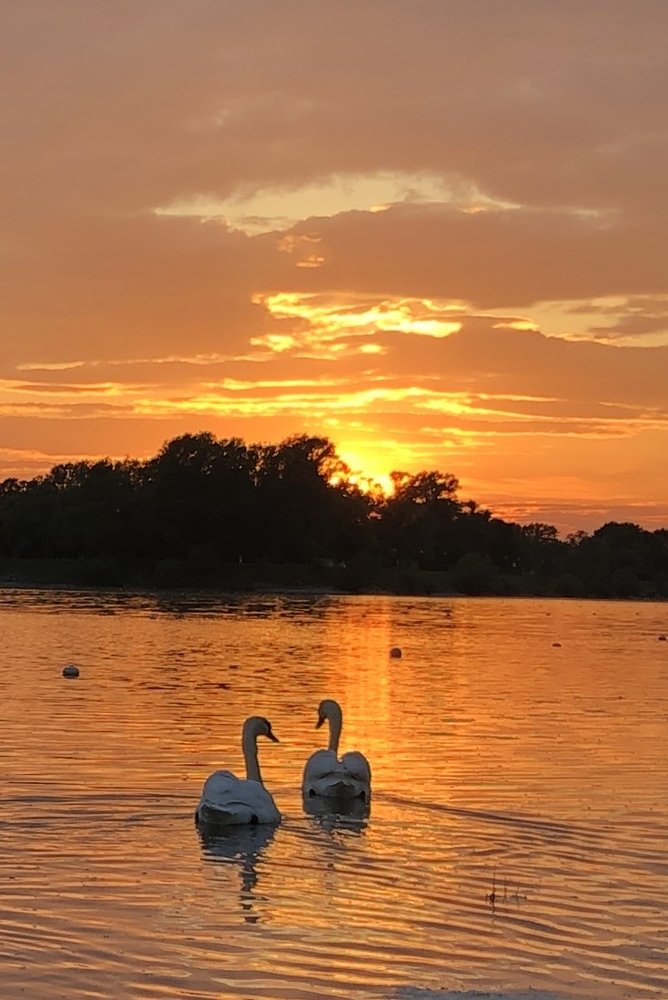 Swans in romantic walk