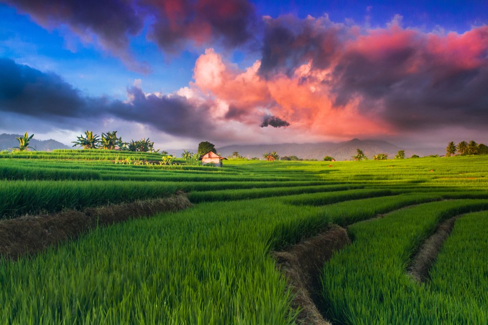 the beauty of rice fields kemumu village