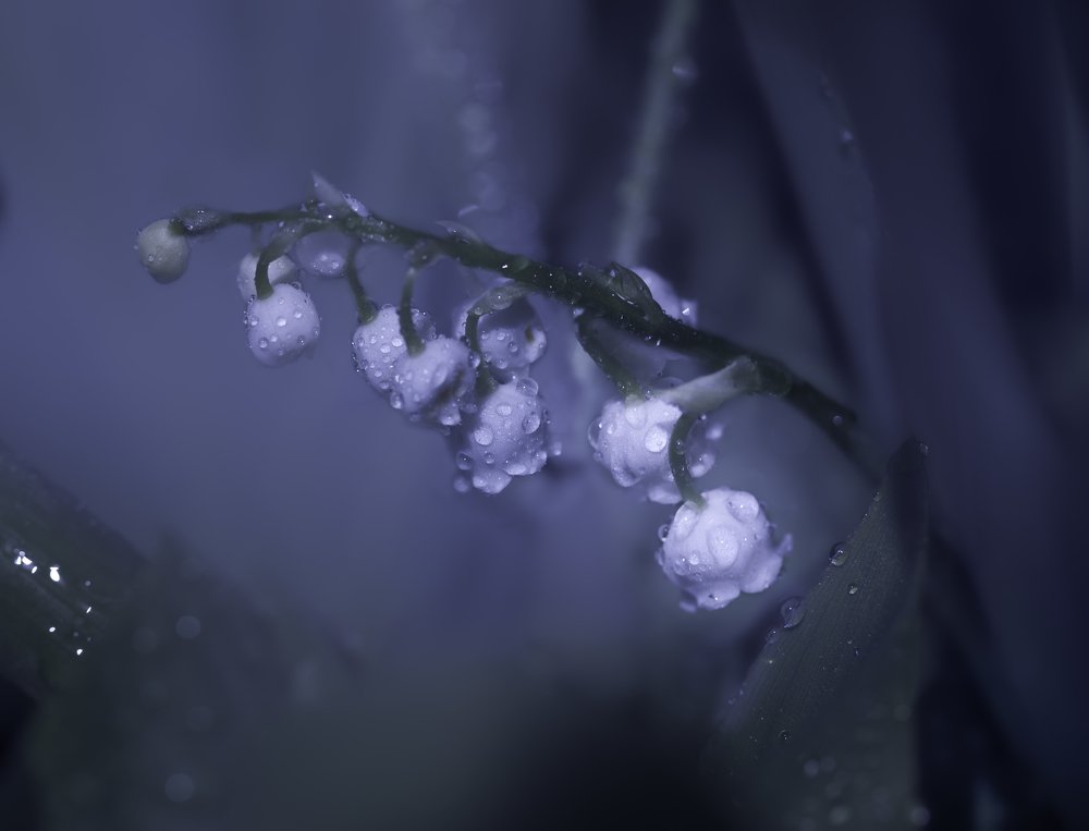 Фотография автора Анна Вигера