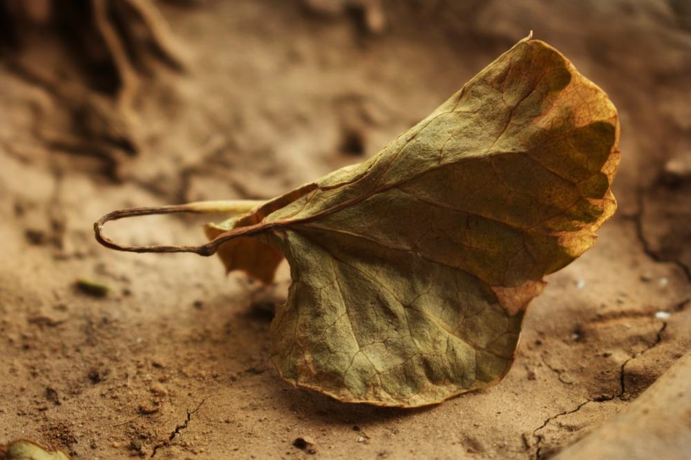 Be Quarantine or Risk to Die