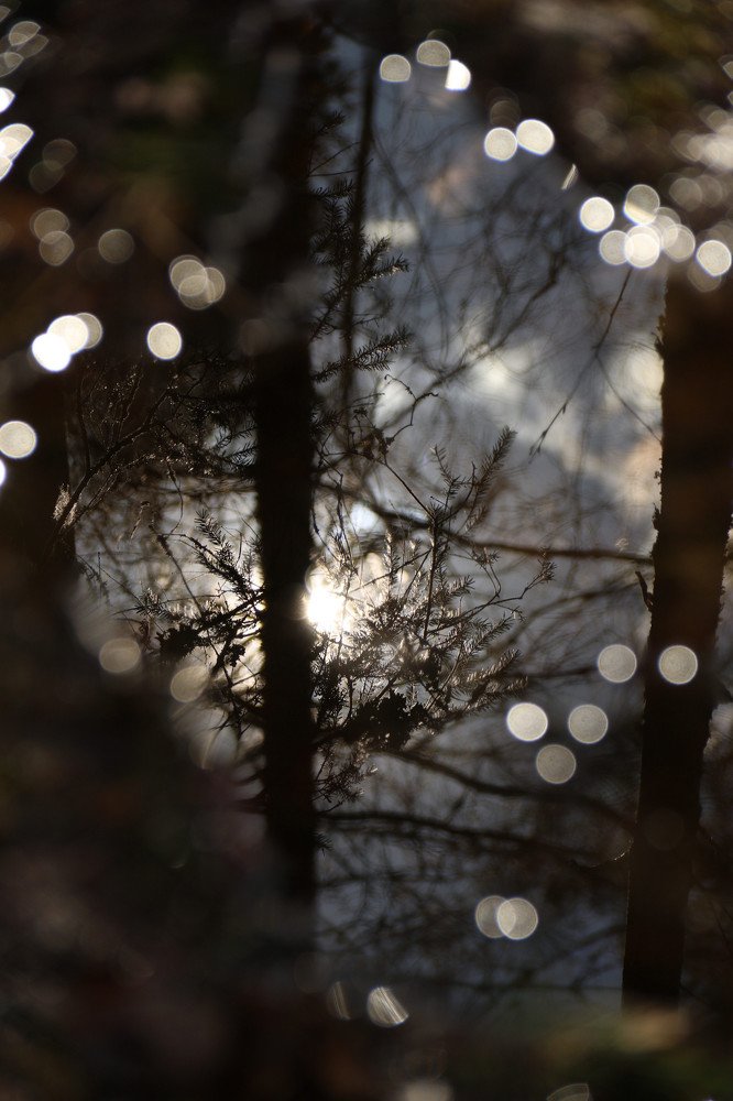 Photograph by Элен Рай