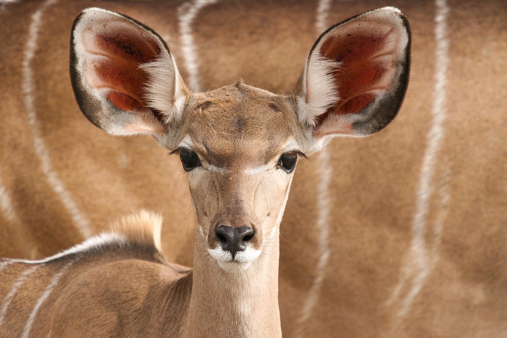 Photograph by Raquel Barao